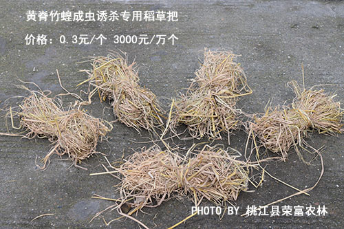 黄脊竹蝗成虫诱杀专用稻草把