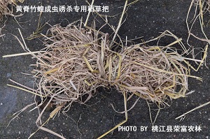 黄脊竹蝗成虫诱杀专用稻草把