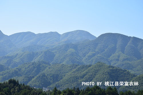 林木