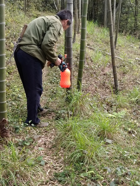 竹蝗防治承包处
