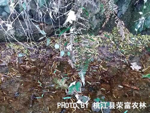 荣富农林治蝗效果图